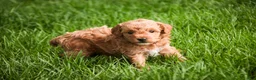 Miniature Poodle dogs for sale: Pedro - Ad 7