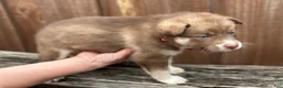 Pomsky dogs for sale: Sage - Ad 2