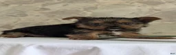 Yorkshire Terrier dogs for sale: Xena - Ad 4