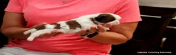 Malshi dogs for sale: Shanny - Ad 3