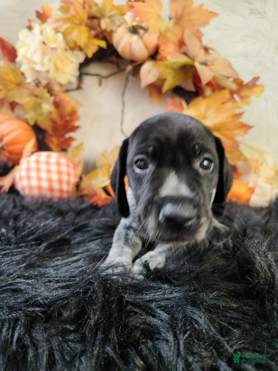 German Shorthaired Pointer dogs for sale: German Shorthaired Pointer litter of 3 puppies - Ad 7