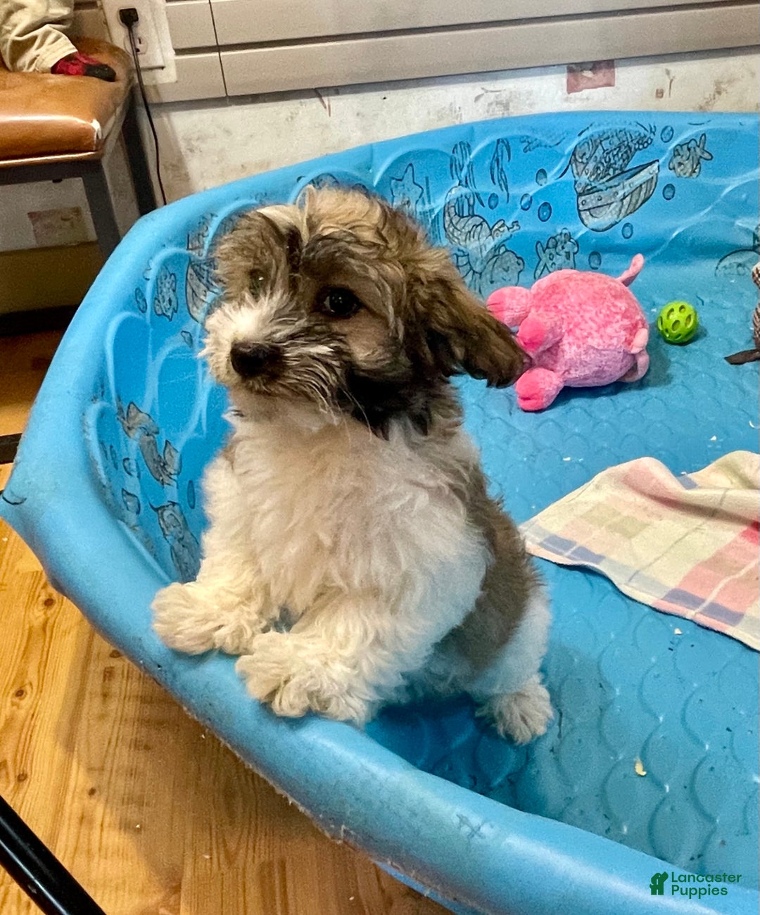 Coton De Tulear dogs for sale: Sandy - Ad 2
