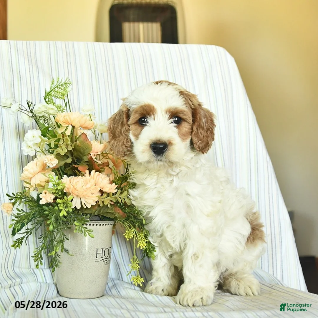 Mini Goldendoodle dogs for sale: Iggy  - Ad 1