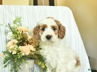 Mini Goldendoodle dogs for sale: Iggy - Ad 4
