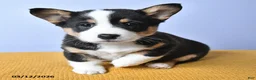 Welsh Corgi Pembroke dogs for sale: Laykin - Ad 4