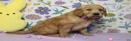 Golden Retriever dogs for sale: Benji - Ad 4