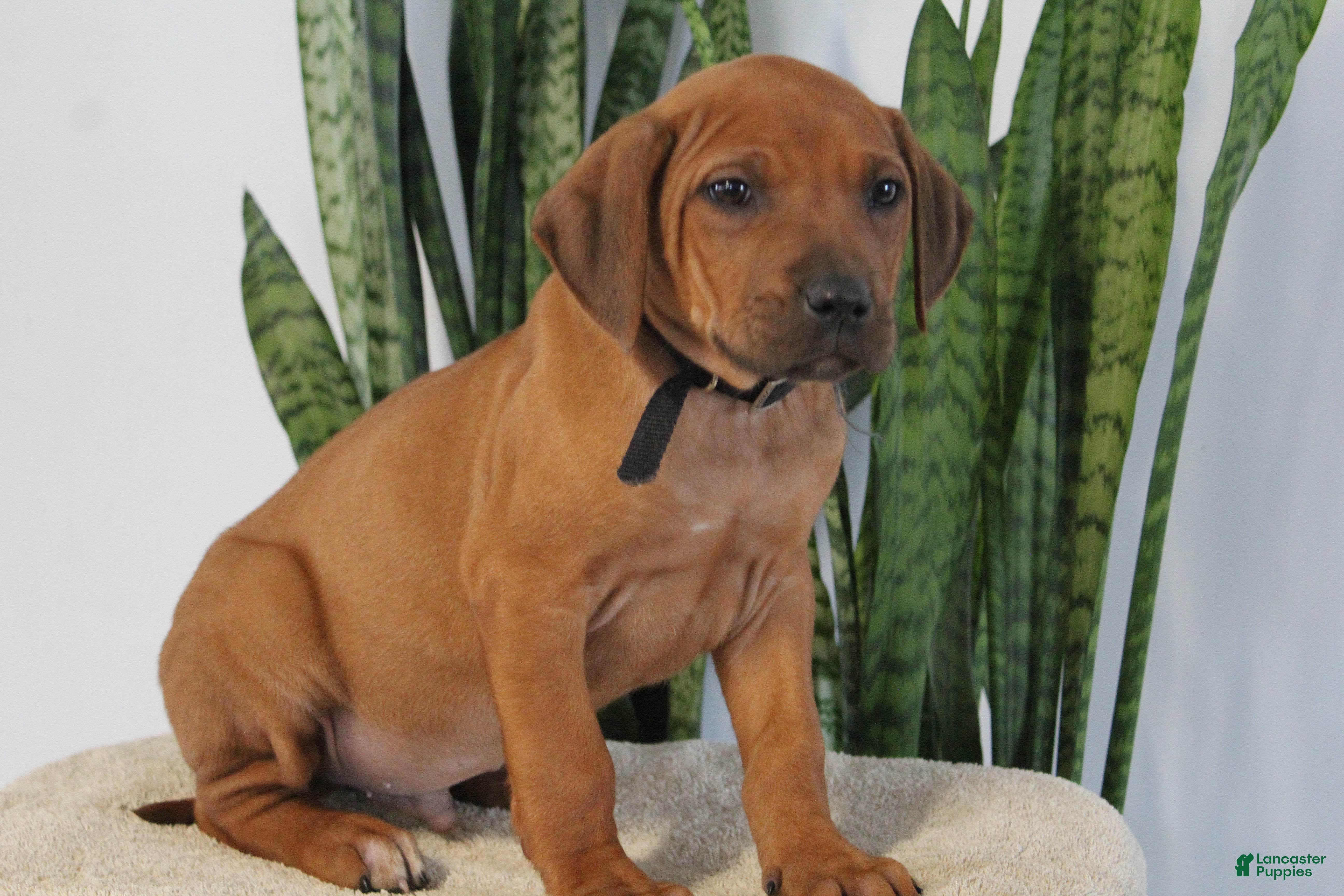 Rhodesian Ridgeback dogs Boxer - Ad 2