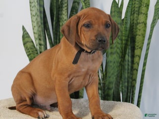 Rhodesian Ridgeback dogs Boxer - Ad 2