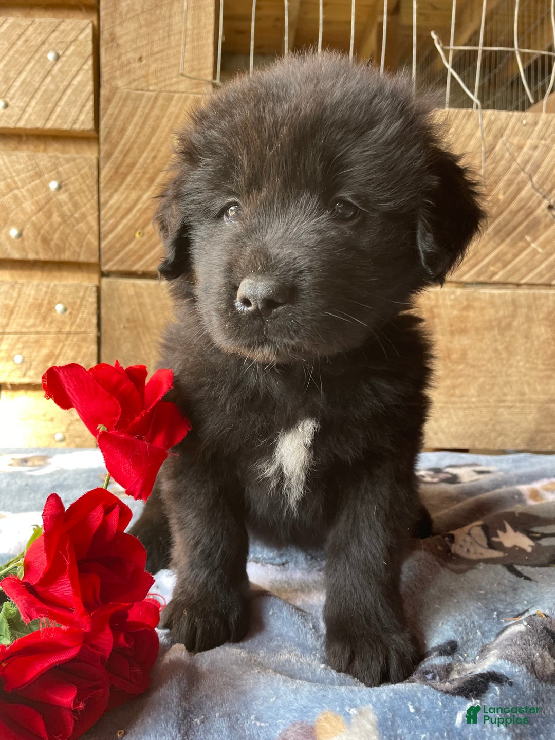 Mixed Breed dogs for sale: Cole - Ad 3