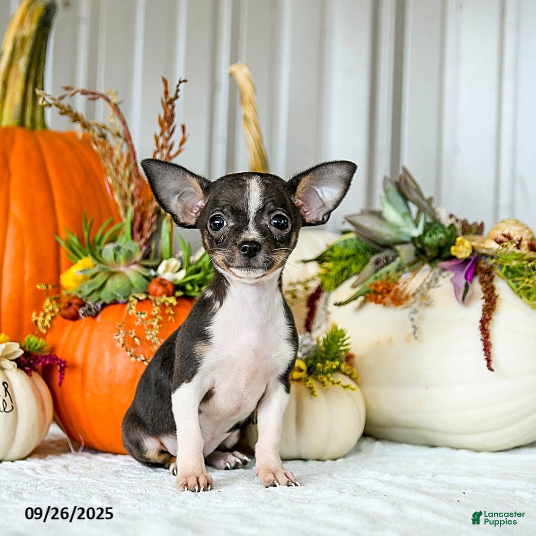 Dog Breed Puppyfinder Chihuahua Near Me Poodle Cross Dogs For