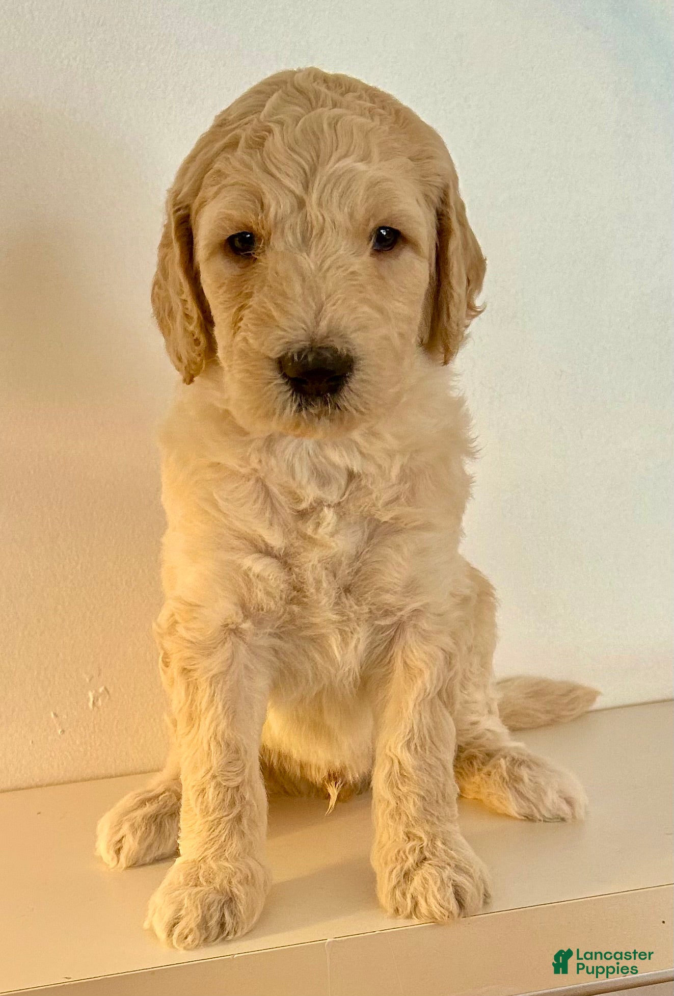 Goldendoodle dogs Chester  - Ad 10