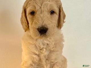 Goldendoodle dogs Chester - Ad 10