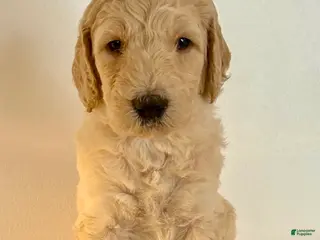 Goldendoodle dogs Chester - Ad 10