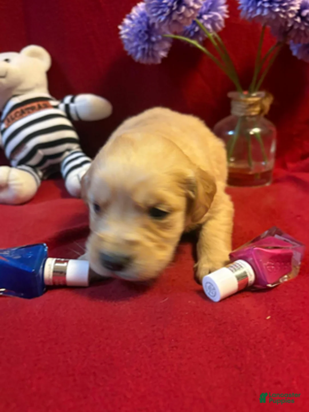 Golden Retriever dogs for sale: Request - Ad 2