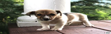 Buster