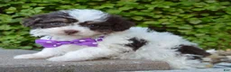Mini Bernedoodle dogs for sale: Mini Buffy - Ad 2