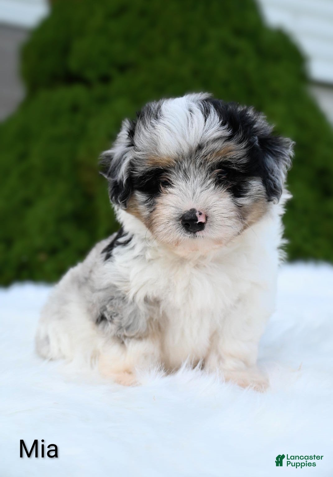Miniature Australian Shepherd dogs Mia - Ad 1