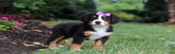 Bernese Mountain Dog dogs for sale: Scarlett - Ad 6