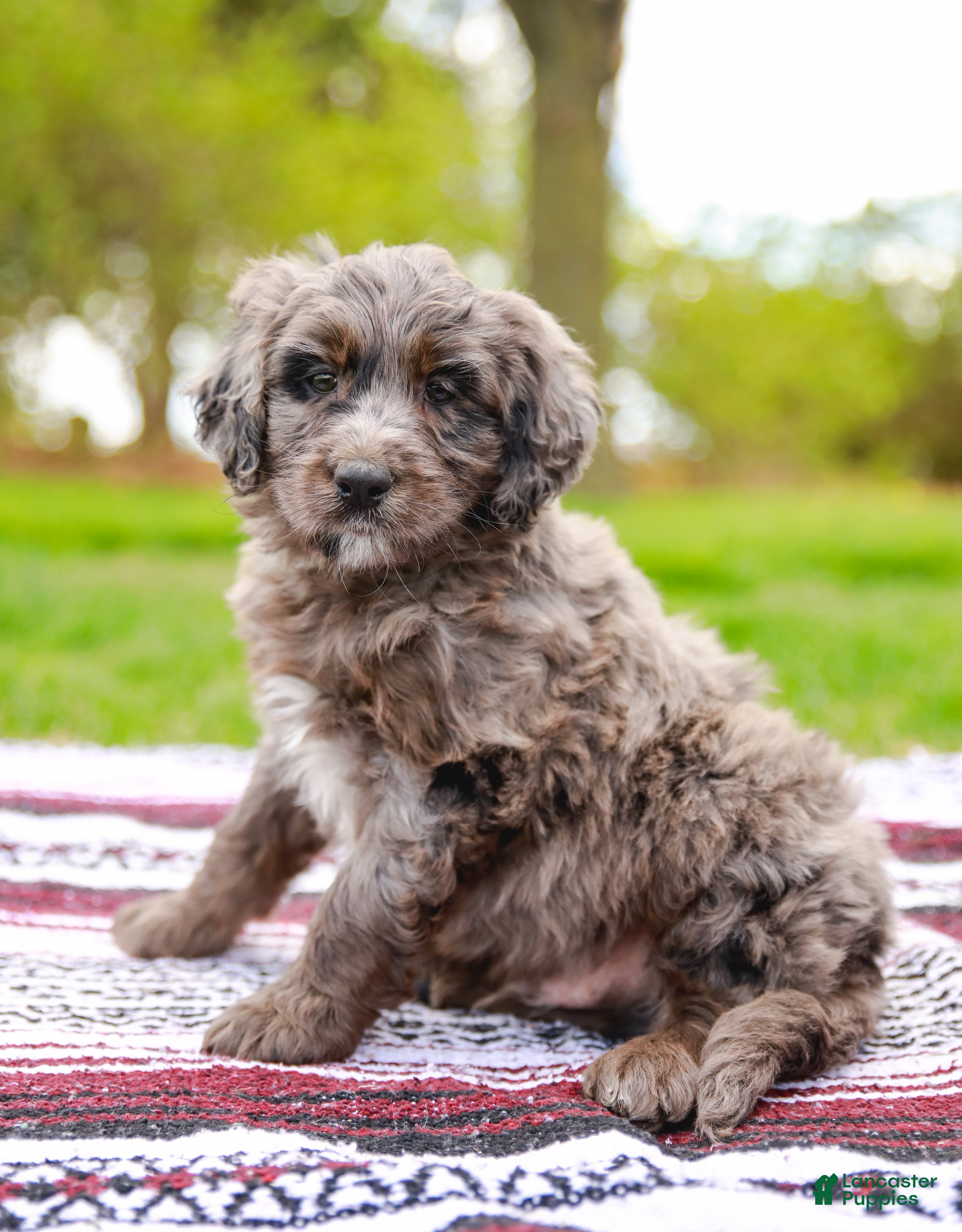 Aussiedoodle dogs Jax Standard - Ad 1