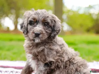 Aussiedoodle dogs for sale: Jax Standard - Ad 2