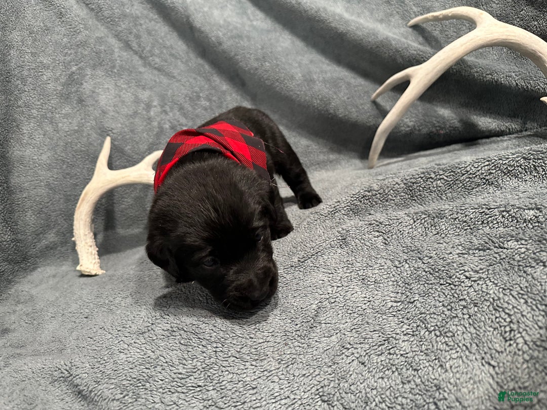 Labrador Retriever dogs for sale: Hunter - Ad 2