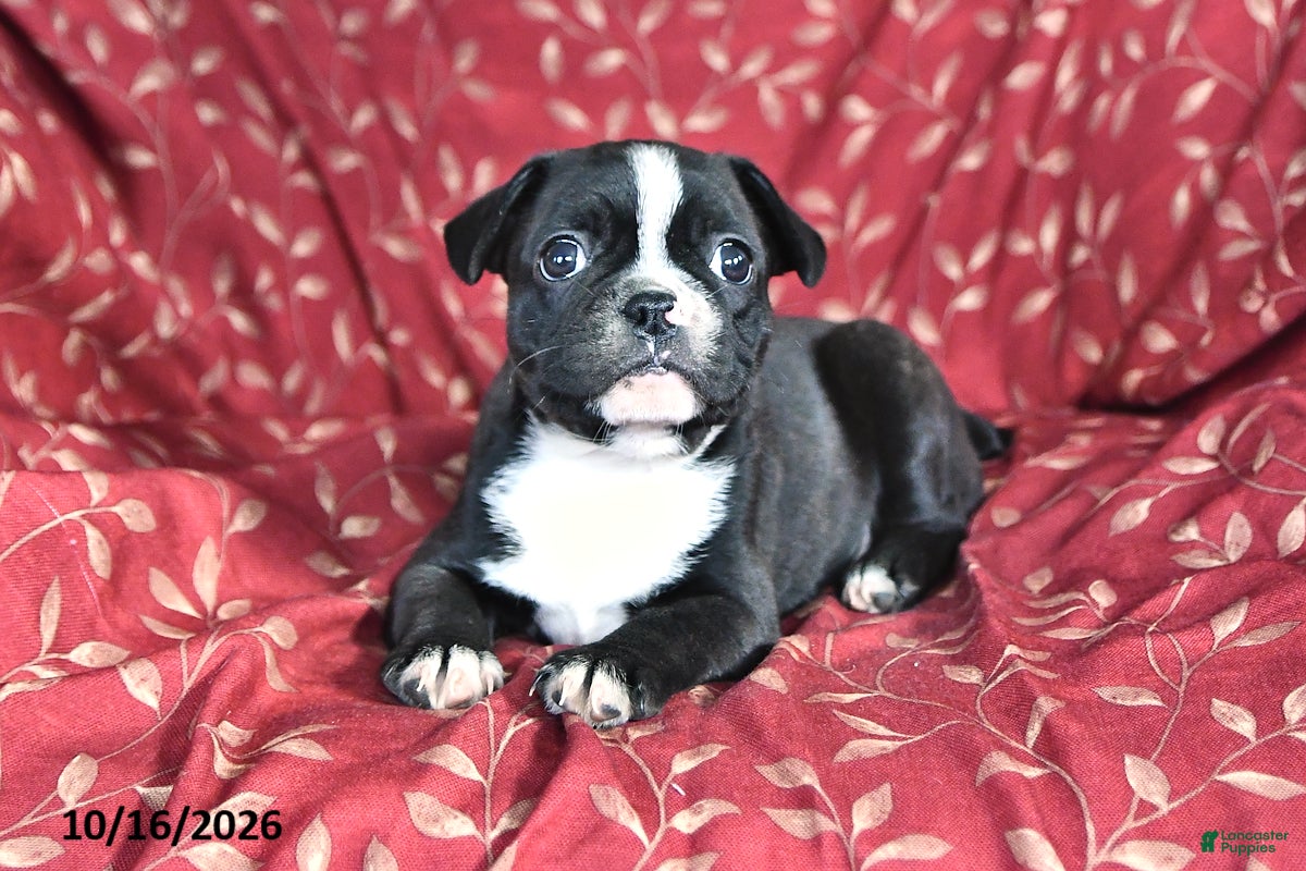 Frenchton dogs April - Ad 1