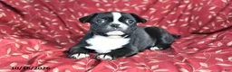Frenchton dogs for sale: April - Ad 1