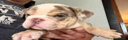 English Bulldog dogs for sale: Versace - Ad 112