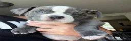 American Bully dogs for sale: American Bully 6 - Ad 3