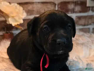 Mixed Breed dogs Sadie - Ad 8