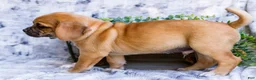 Puggle dogs for sale: Boots - Ad 3