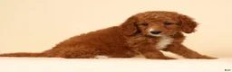 Mini Goldendoodle dogs for sale: Mia - Ad 5