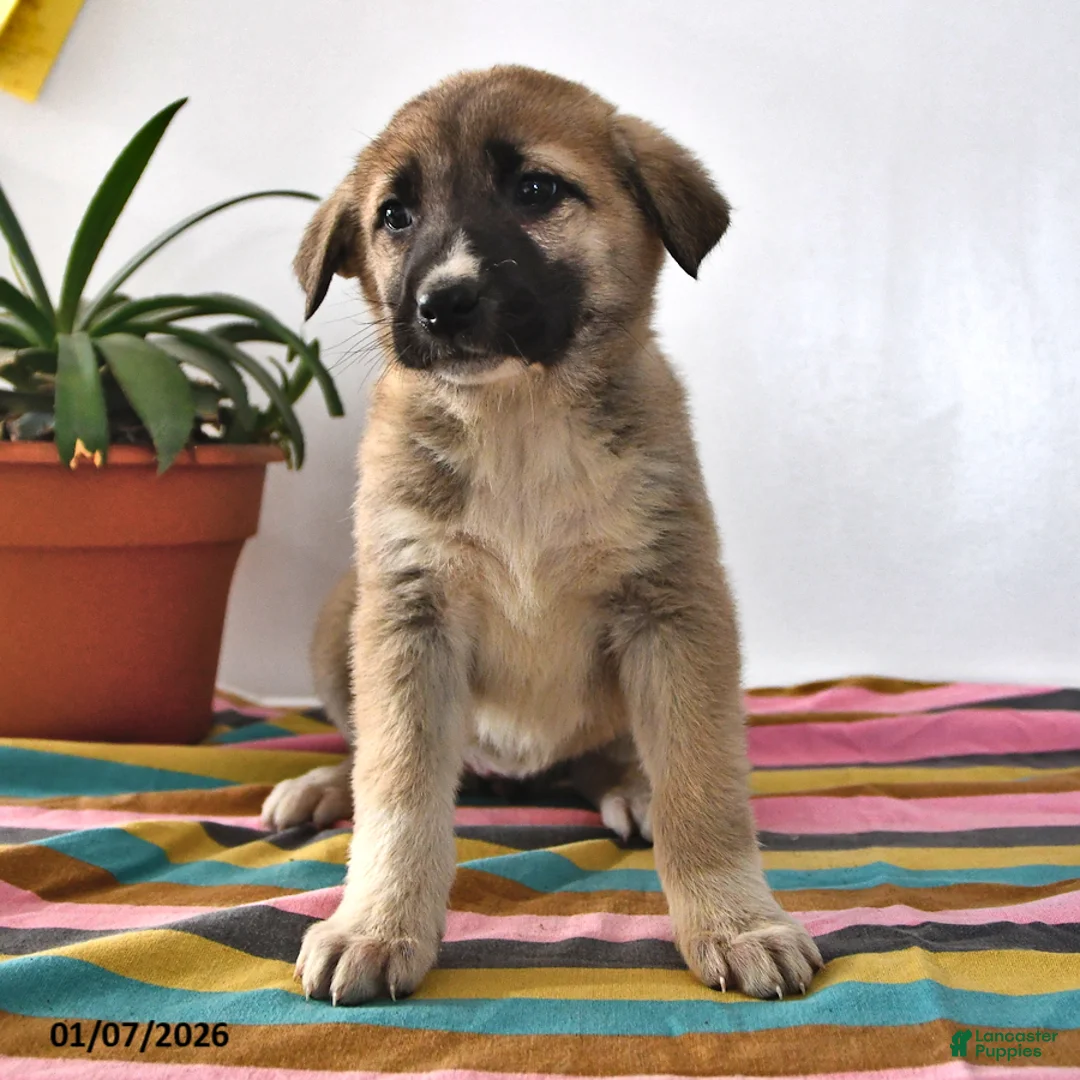 Mixed Breed dogs for sale: Chloe - Ad 5