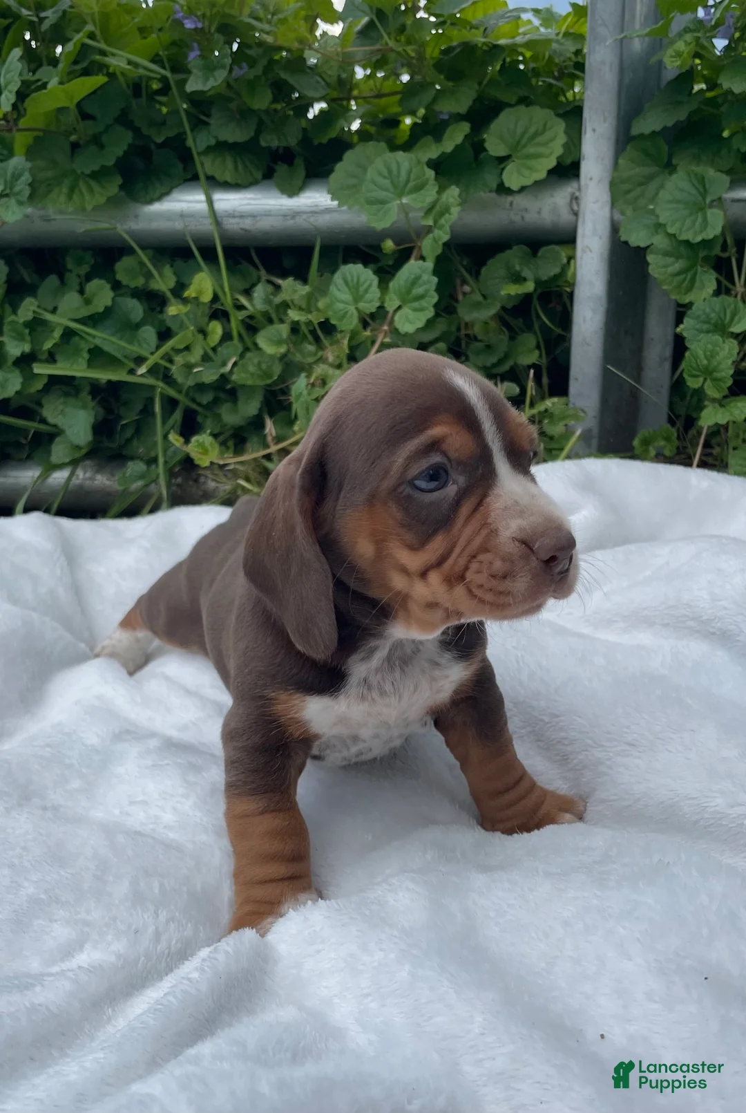 Mixed Breed dogs for sale: Alfie - Ad 2