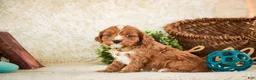 Cavapoo dogs for sale: Herbie - Ad 5