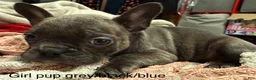 Mixed Breed dogs for sale: Mixed Breed Puppy 3 - Ad 1