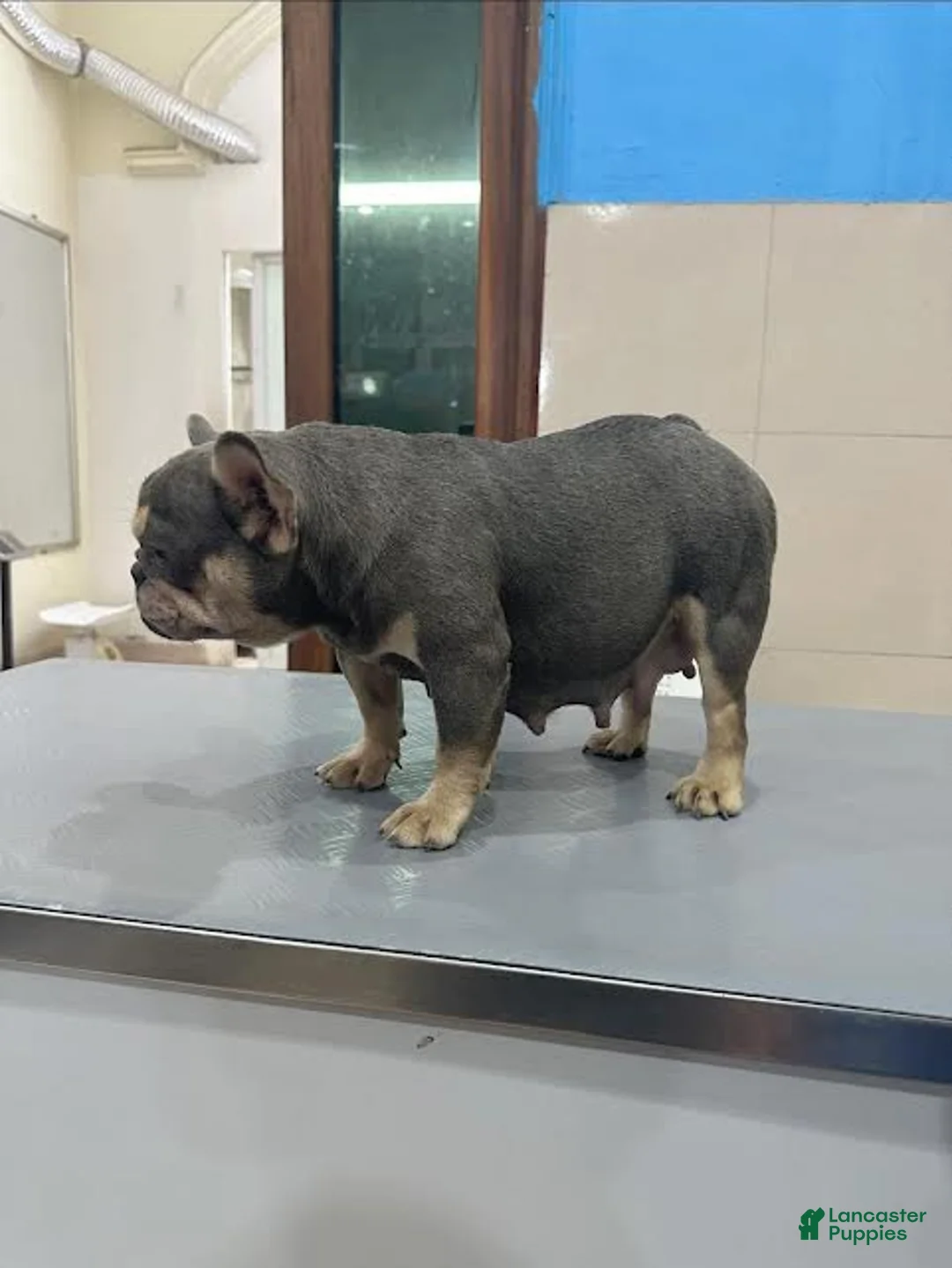 French Bulldog dogs for sale: Brittany  - Ad 4