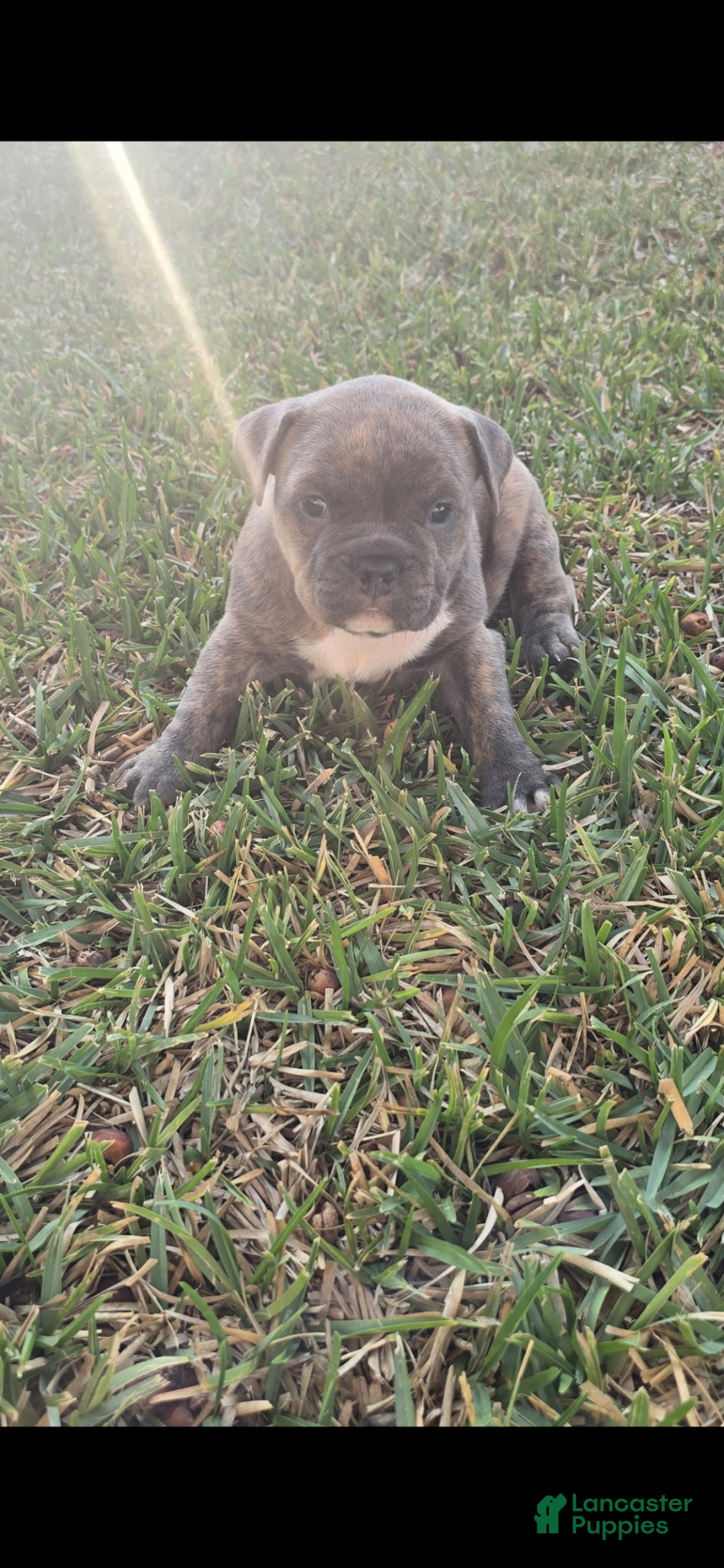 American Bully dogs for sale: Peanut - Ad 1
