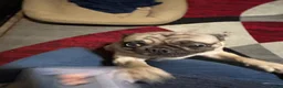 Pug dogs for sale: Pug 1 - Ad 6