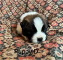 Saint Bernard Puppy 3