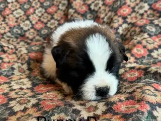 Saint Bernard dogs Saint Bernard Puppy 3 - Ad 41
