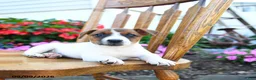 Jack Russell Terrier dogs for sale: Creamsicle  - Ad 3