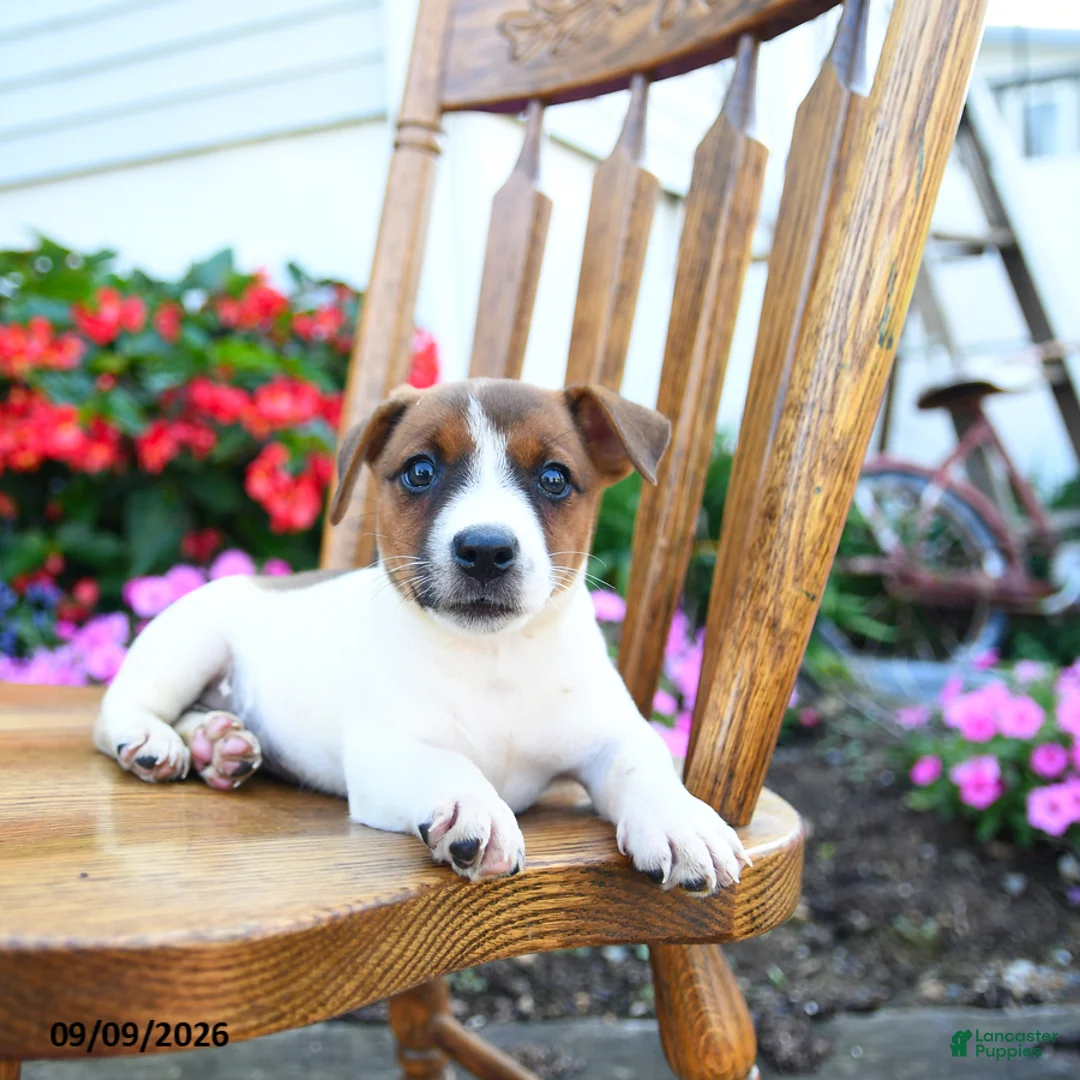 Jack Russell Terrier dogs for sale: Creamsicle  - Ad 3