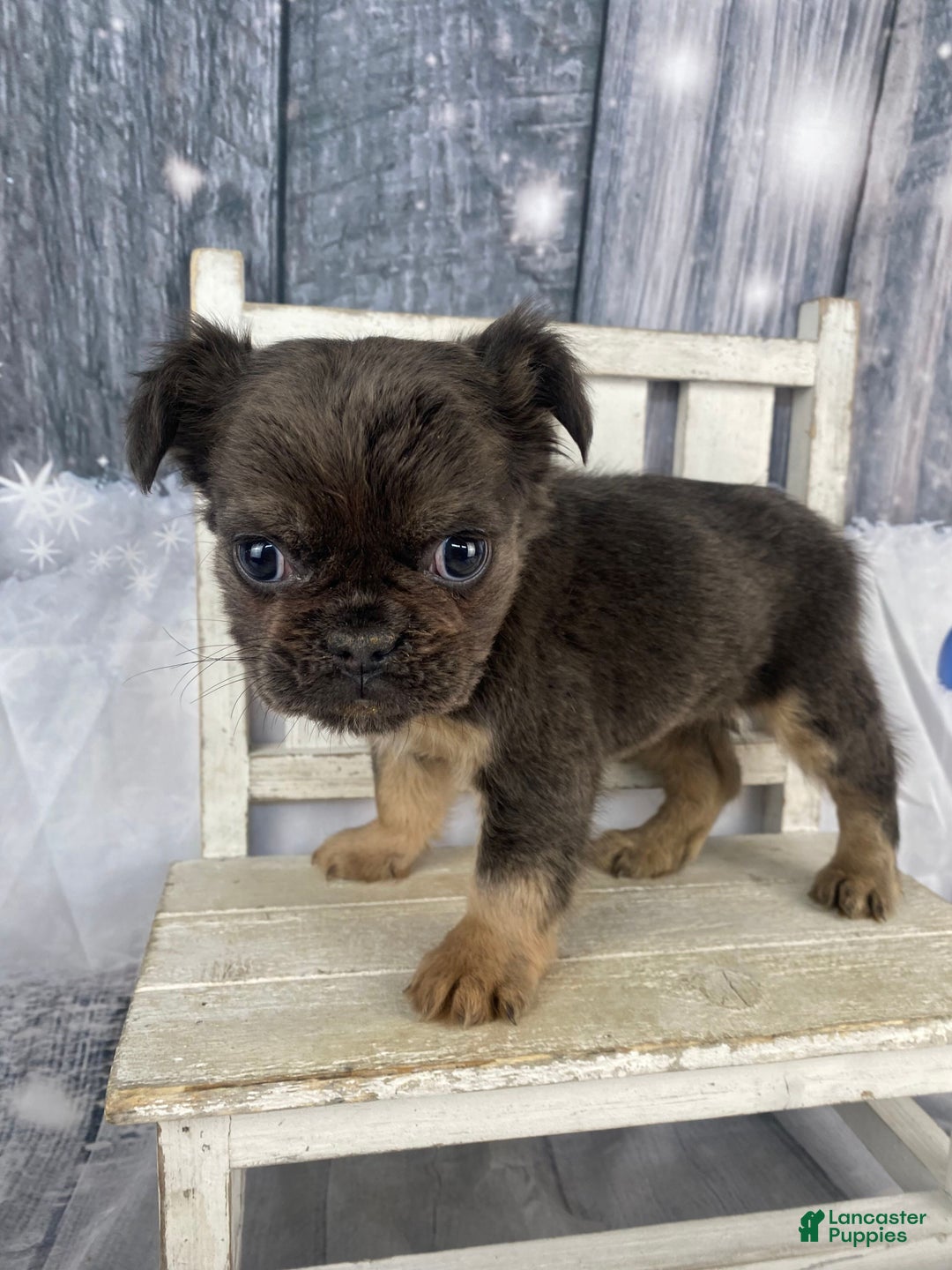 French Bulldog dogs for sale: Laken - Ad 8