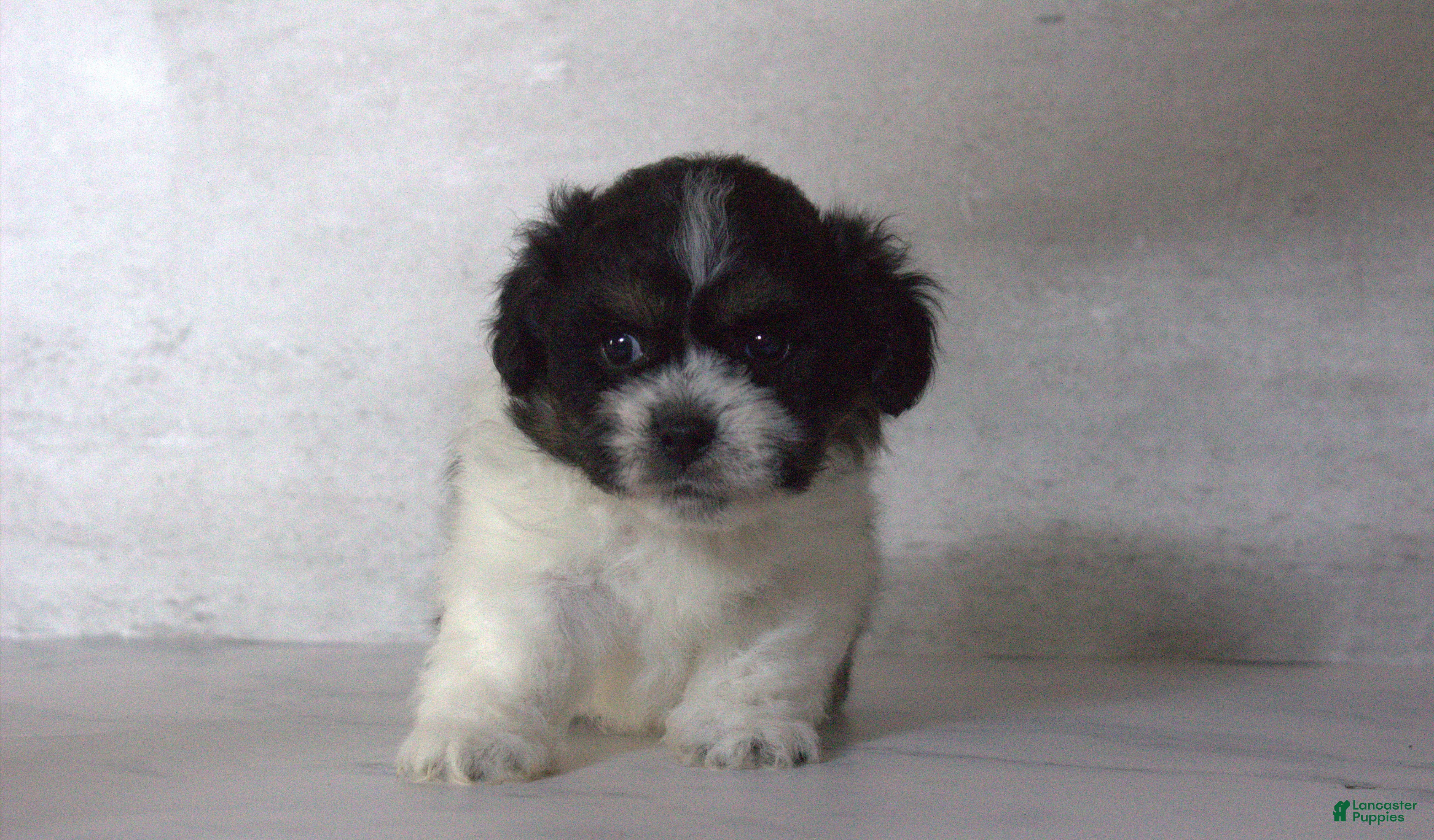 Teddy Bear dogs Noah - Ad 1