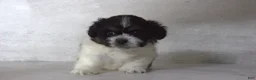 Teddy Bear dogs for sale: Noah - Ad 1
