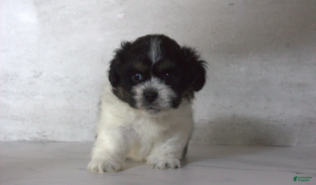 Teddy Bear dogs for sale: Noah - Ad 1