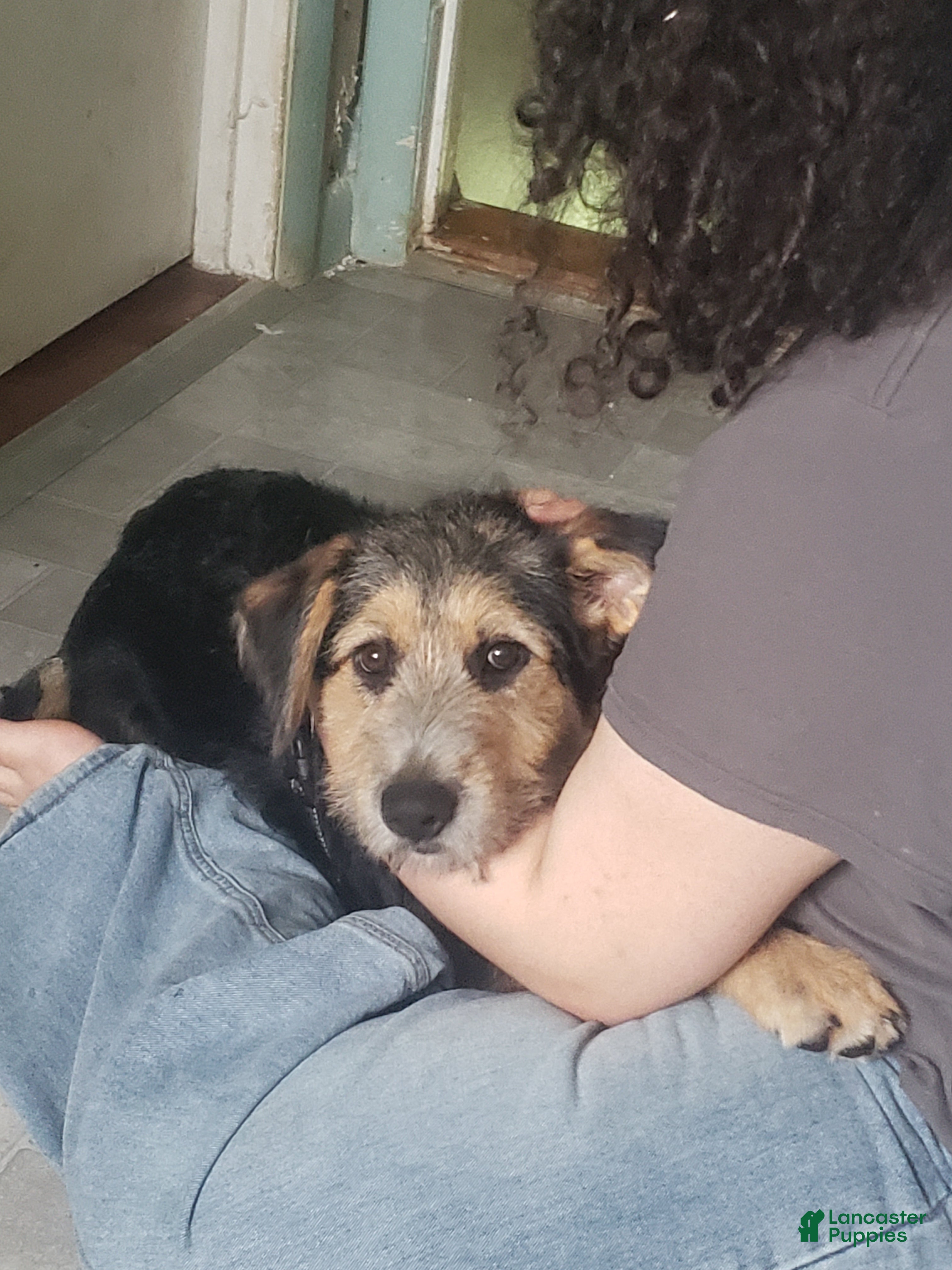 Mixed Breed dogs Dark green - Ad 4