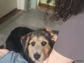 Mixed Breed dogs Dark green - Ad 4