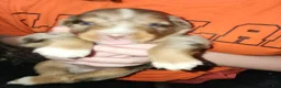 Australian Shepherd dogs for sale: Cher - Ad 14